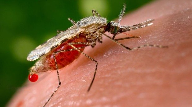 Obat Tradisional Penyakit Malaria