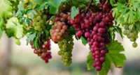 Manfaat Buah Anggur Bagi Kesehatan Tubuh