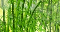 Khasiat Daun Bambu Untuk Tubuh Kita