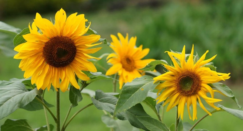 Khasiat Tanaman Bunga Matahari