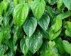 manfaat daun sirih hijau