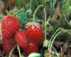 Khasiat Buah Strawberry Untuk Kesehatan